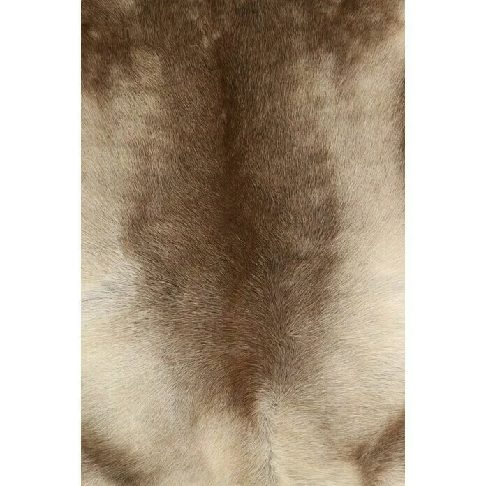BAUHAUS Esbeco Deko-Rentierfell Braun/Weiß, 110 X 70 Cm, 100 % Echtfell 7 BAUHAUS Esbeco Deko-Rentierfell Braun/Weiß, 110 X 70 Cm, 100 % Echtfell – Bild 5